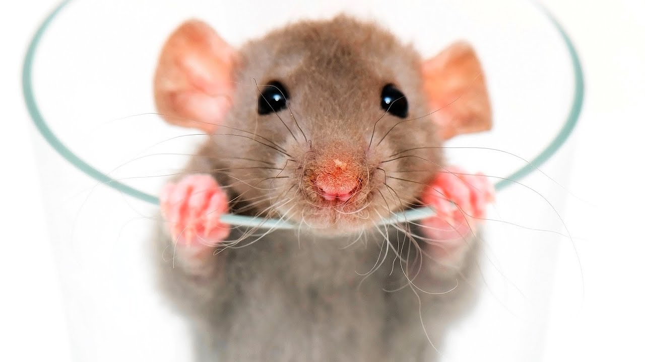 fondo de pantalla de rata,rata,ratón,hámster,roedor,parásito