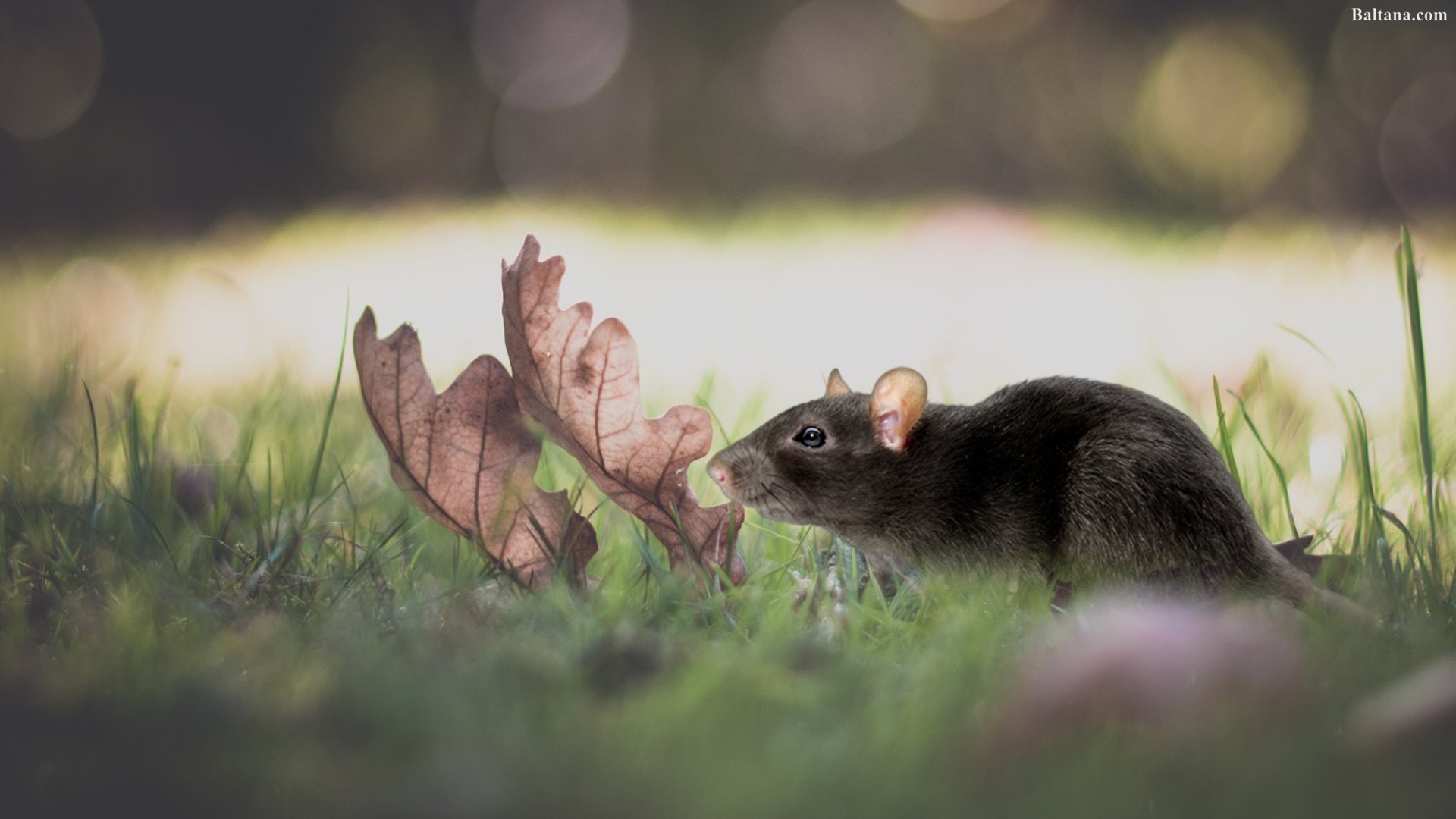 rat wallpaper,grass,rat,wildlife,muridae,rodent (#510027) - WallpaperUse