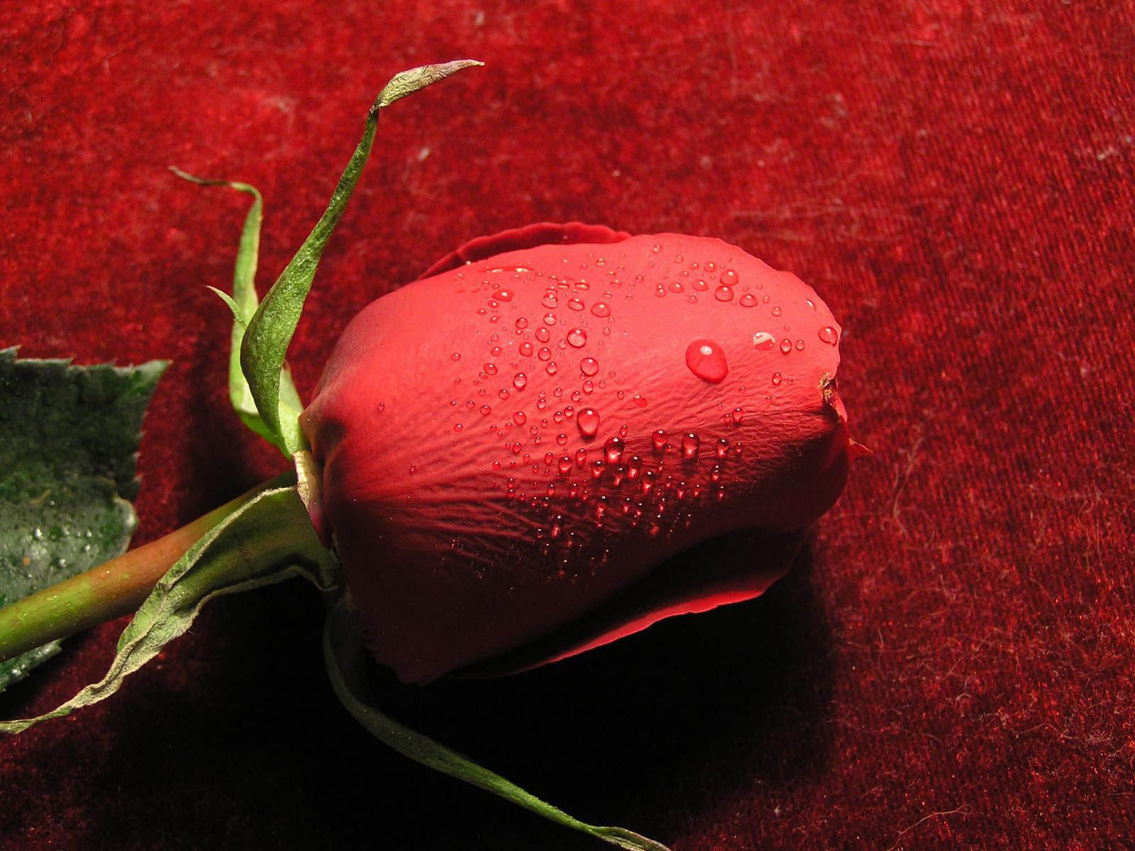 papier peint rood,rouge,pétale,un radis,plante,fleur