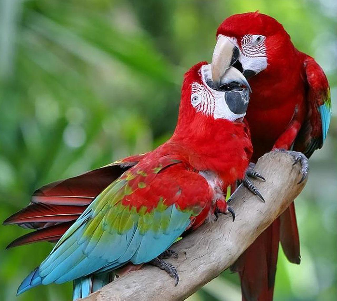 macaw wallpaper,bird,macaw,vertebrate,parrot,beak