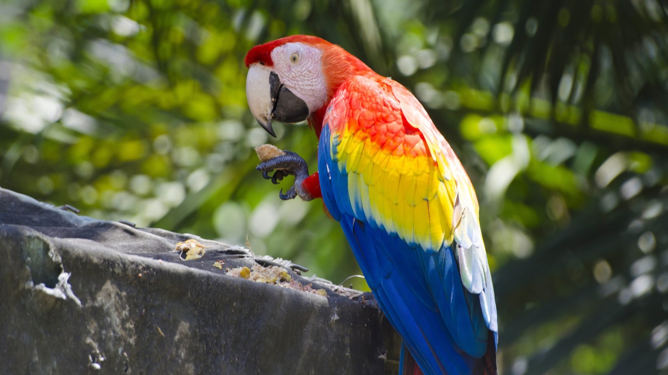 コンゴウインコ壁紙,鳥,コンゴウインコ,オウム,インコ,バッジー