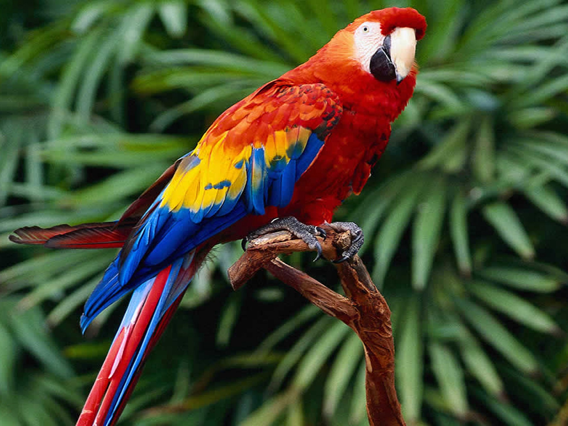 fondo de pantalla de guacamayo,pájaro,loro,guacamayo,periquito,perico