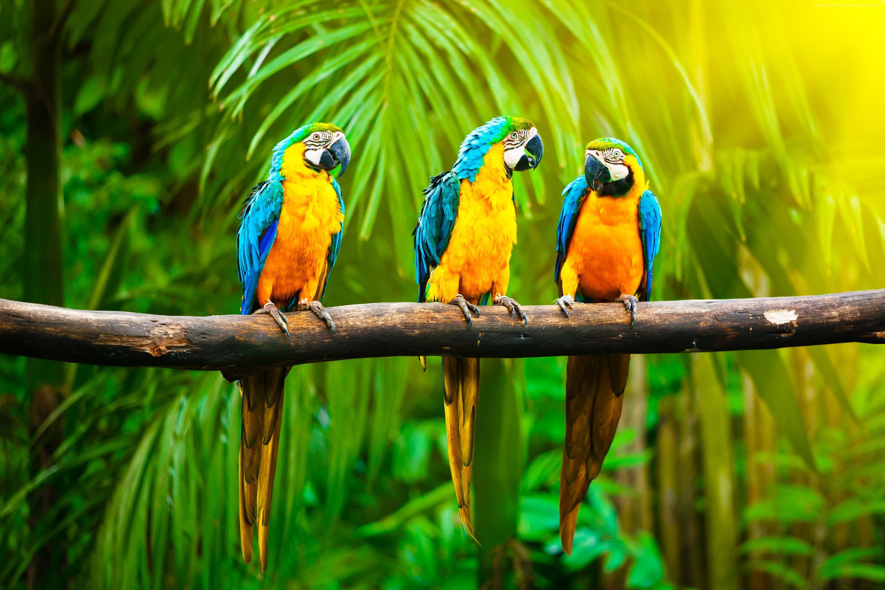 macaw wallpaper,bird,vertebrate,parrot,beak,nature