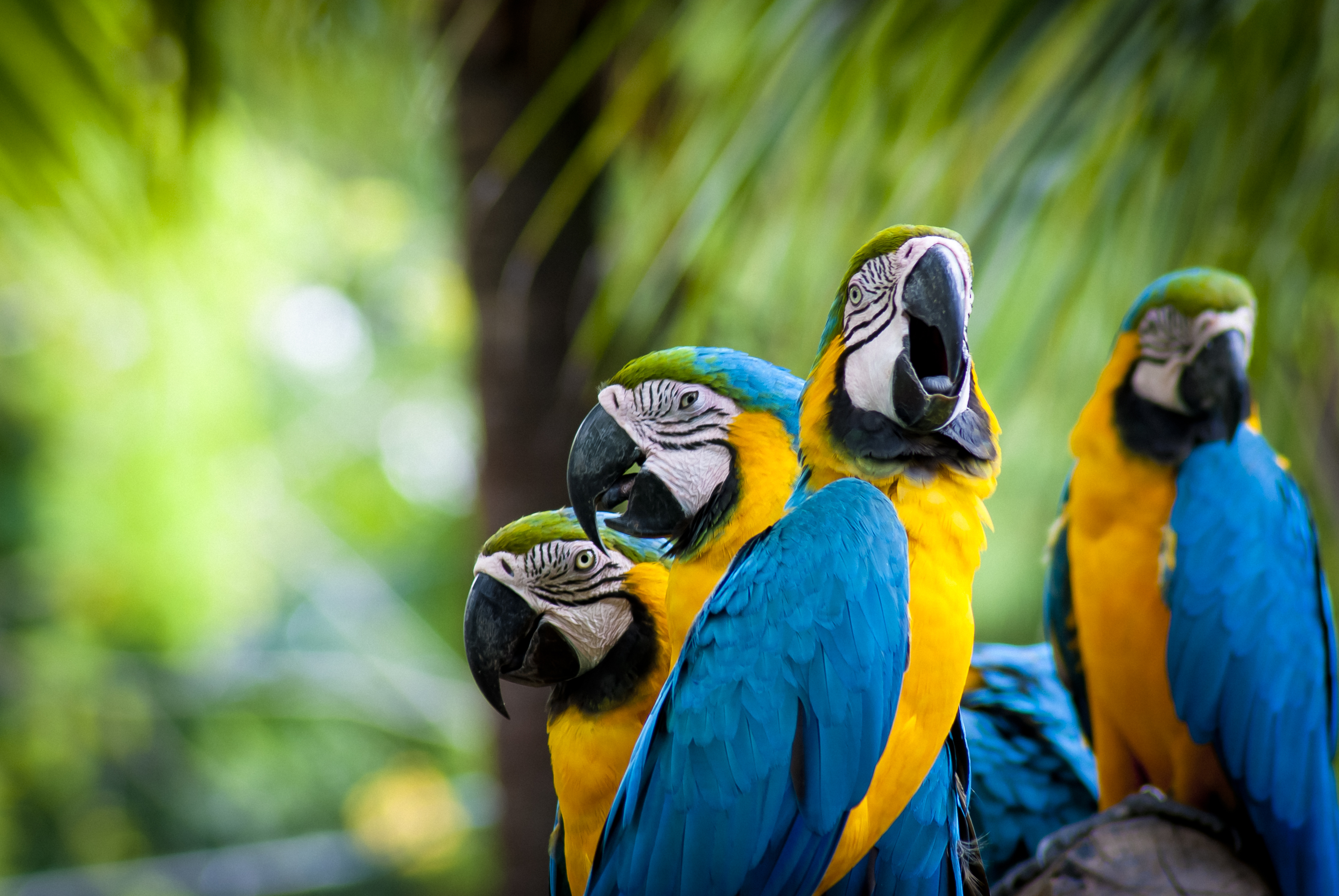 fond d'écran ara,ara,oiseau,perroquet,jaune,faune