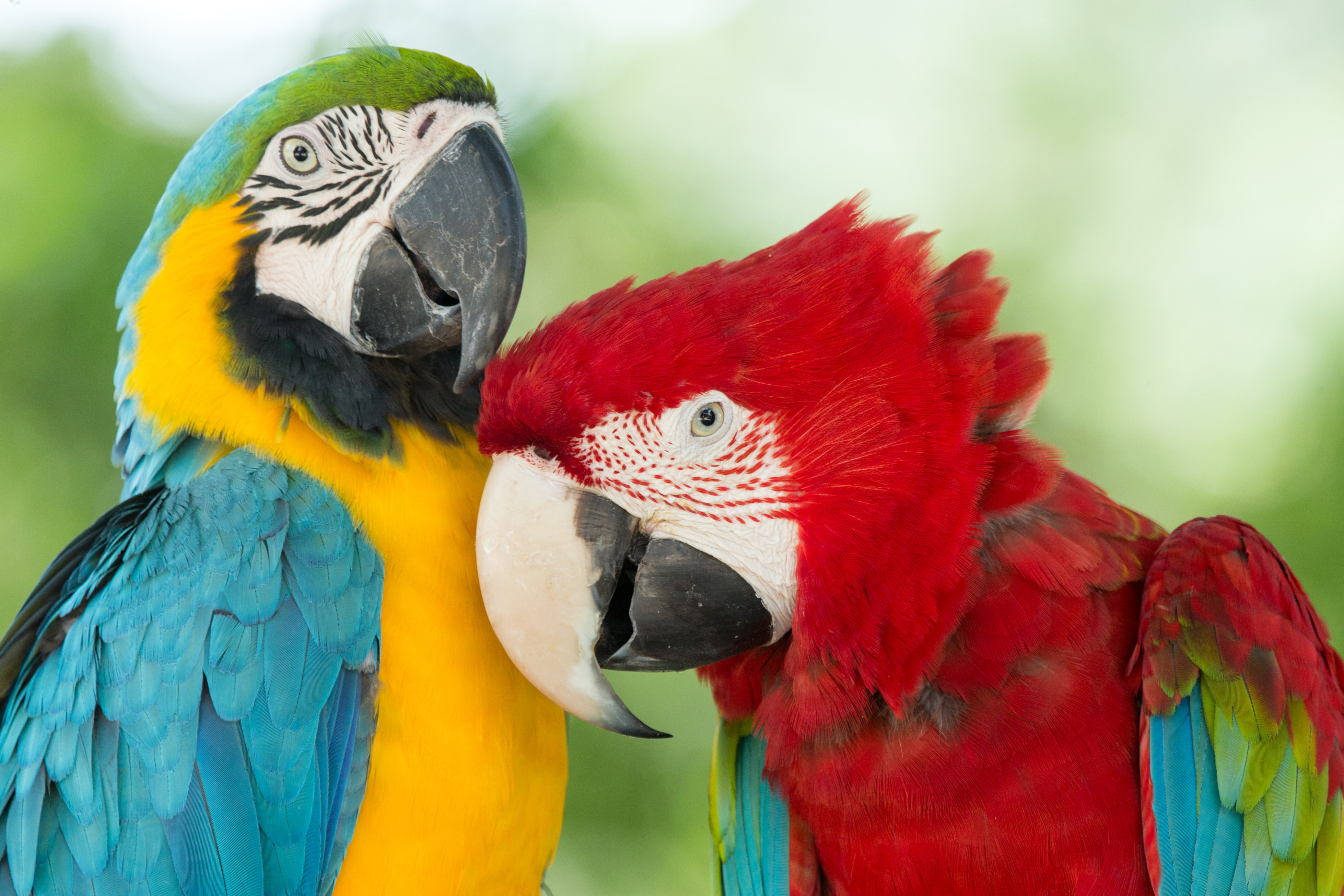 コンゴウインコ壁紙,鳥,コンゴウインコ,オウム,インコ,バッジー