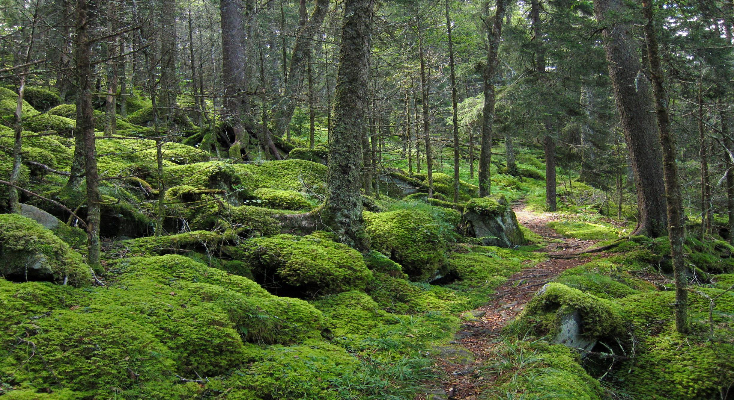 carta da parati da trail running,foresta,paesaggio naturale,vecchia foresta di crescita,bosco,natura