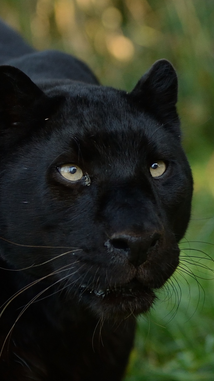 fond d'écran iphone panthère,félidés,noir,animal terrestre,gros chats,jaguar