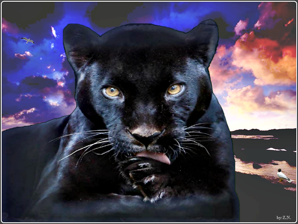 panther iphone wallpaper,felidae,jaguar,big cats,wildlife,carnivore