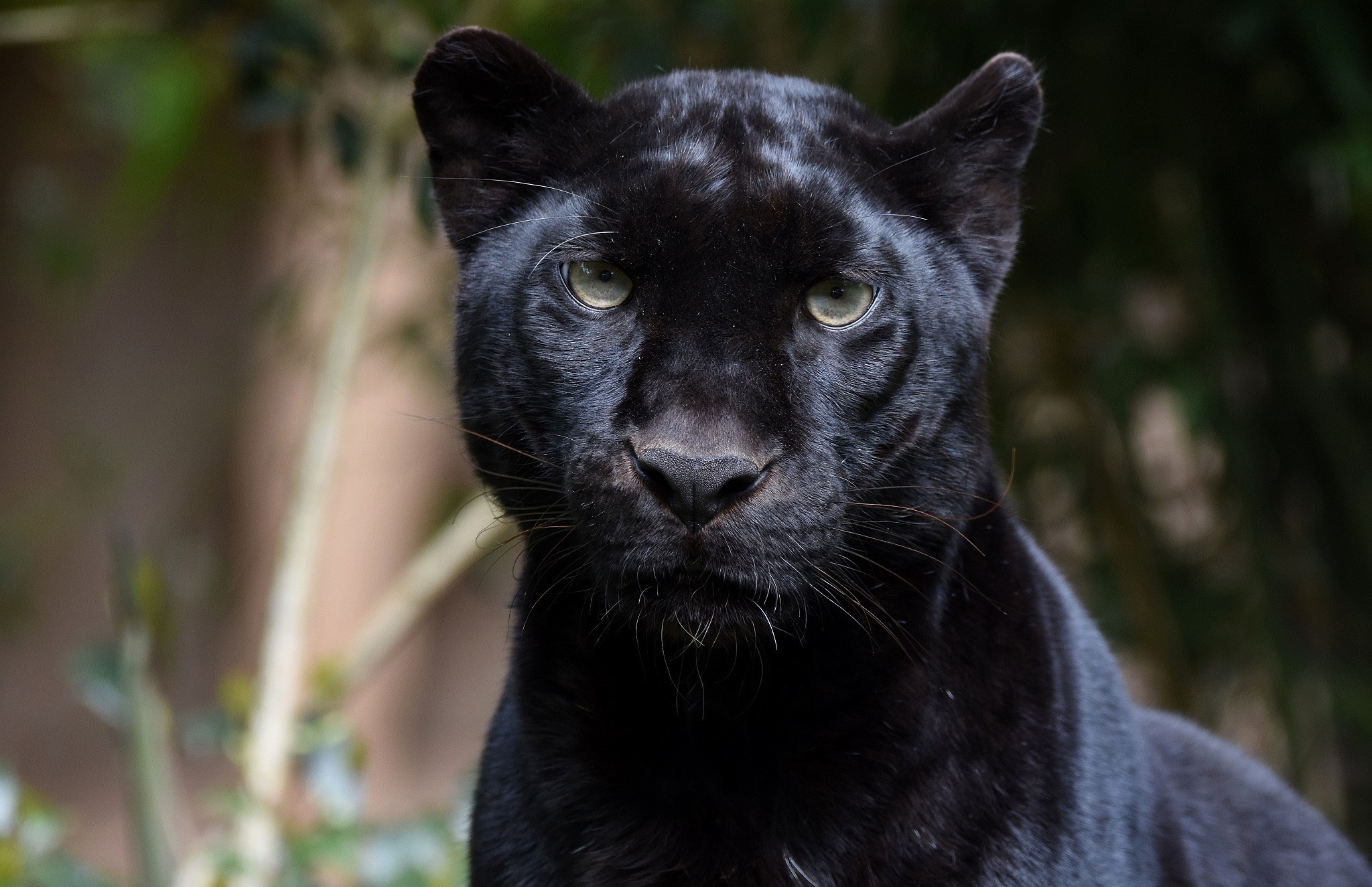 panthère noire animal fond d'écran hd,félidés,animal terrestre,faune,gros chats,jaguar