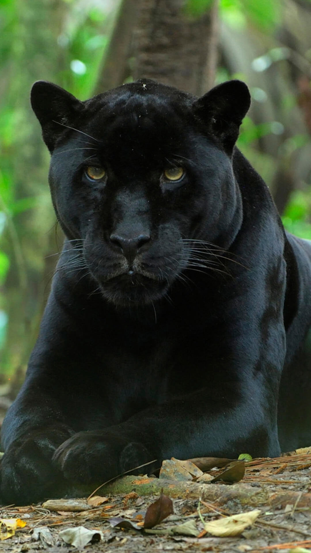 pantera iphone fondo de pantalla,animal terrestre,felidae,jaguar,negro,grandes felinos