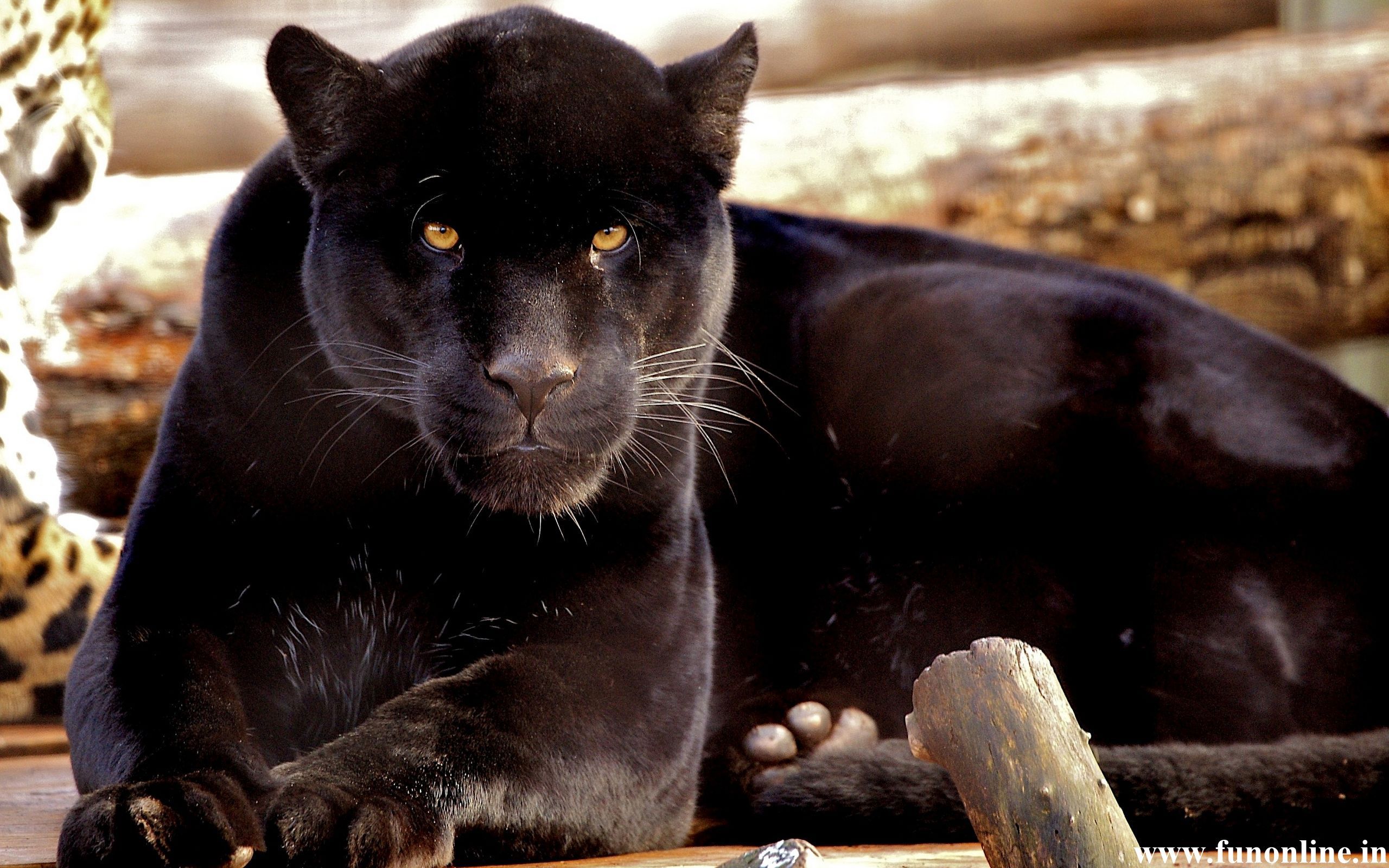 schwarzer panther tier hd wallpaper,felidae,landtier,große katzen,jaguar,tierwelt