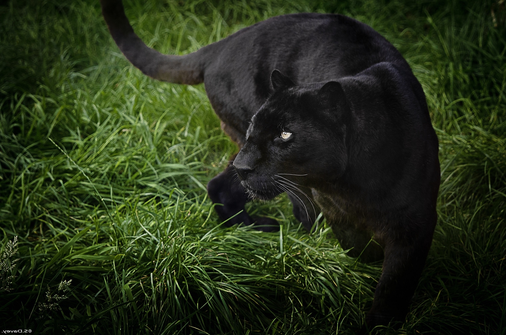 black panther animal hd wallpaper,terrestrial animal,green,grass,wildlife,felidae