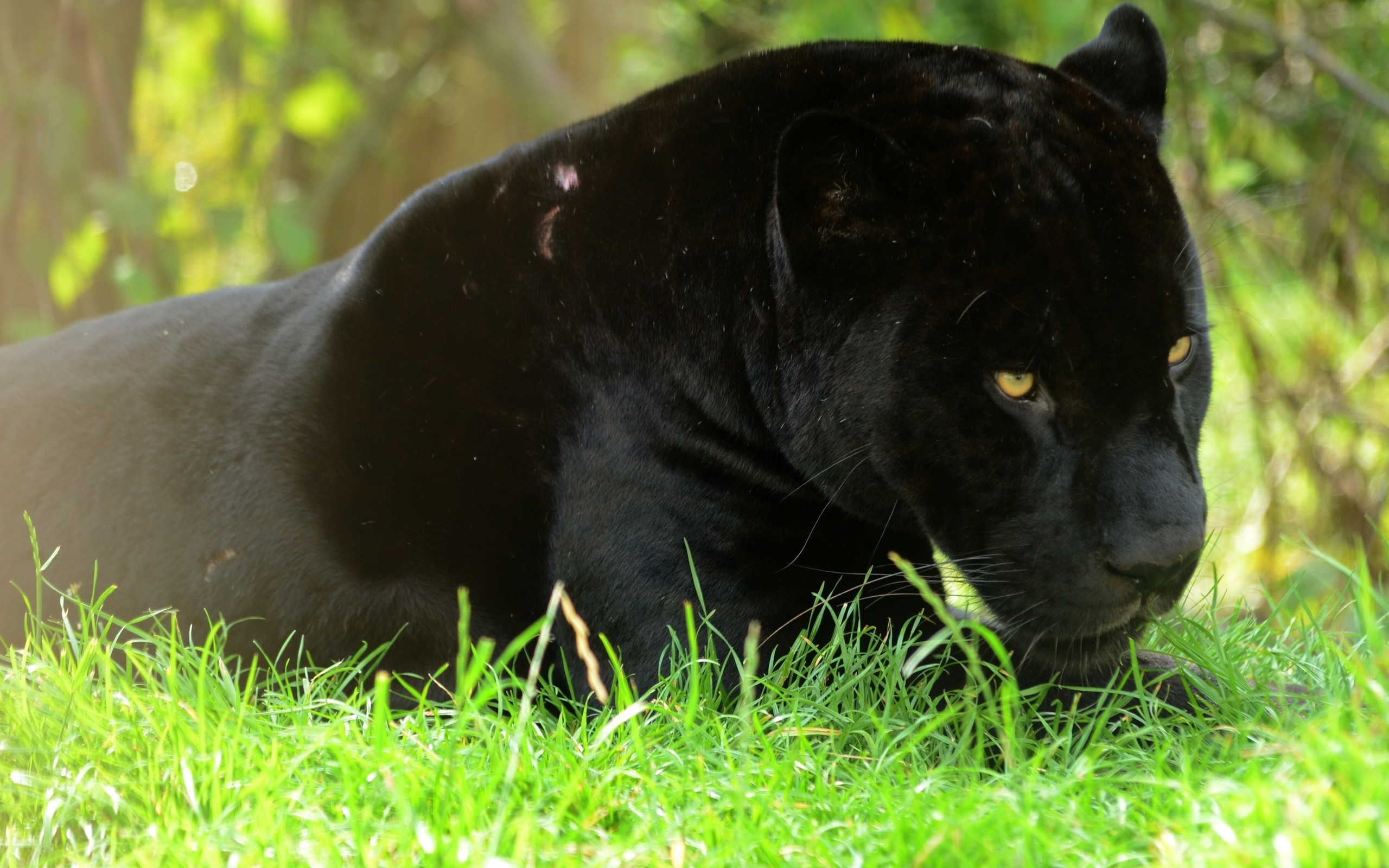 panthère noire animal fond d'écran hd,animal terrestre,félidés,gros chats,jaguar,museau