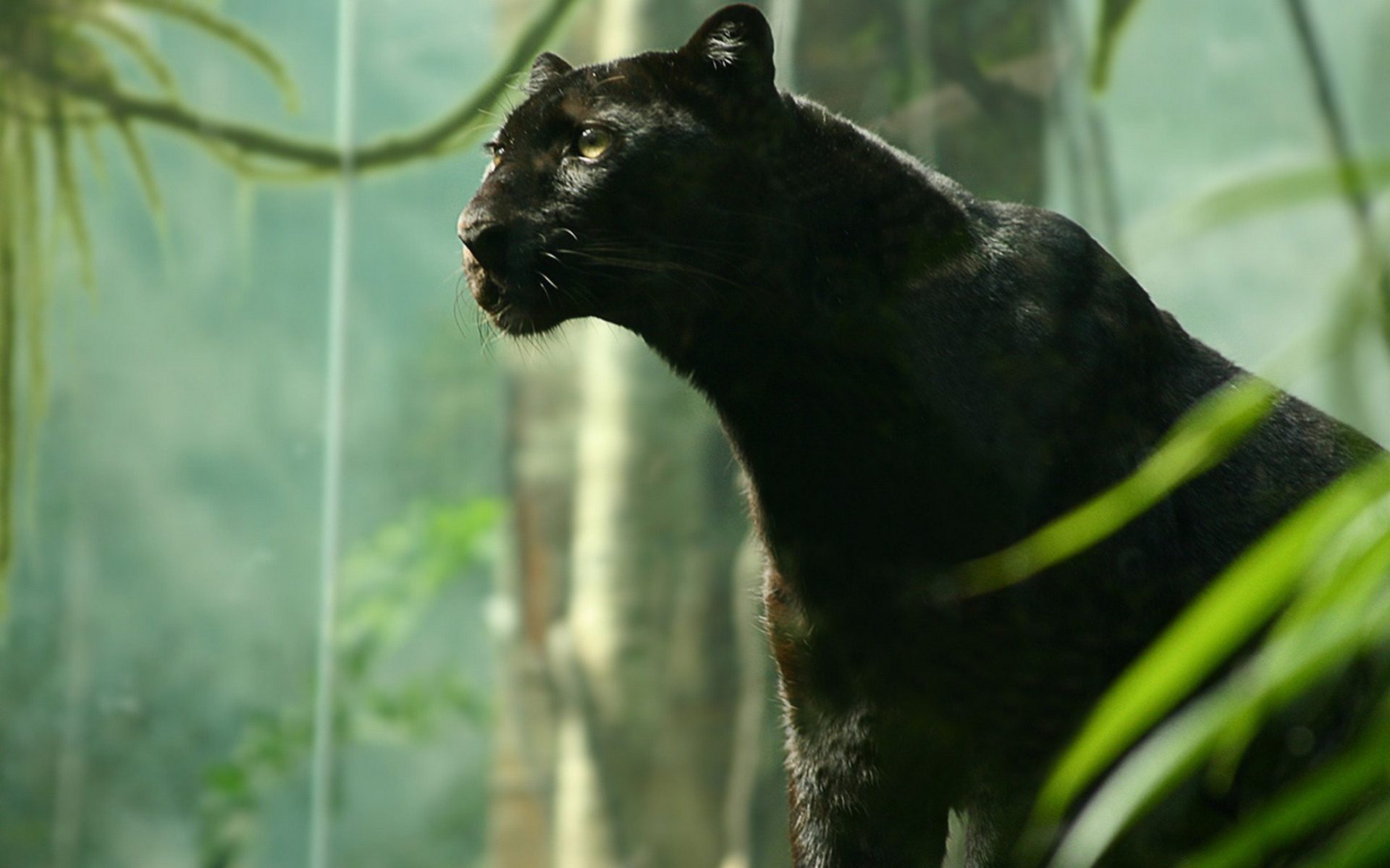 panther hd wallpaper,felidae,terrestrial animal,jaguar,wildlife,whiskers