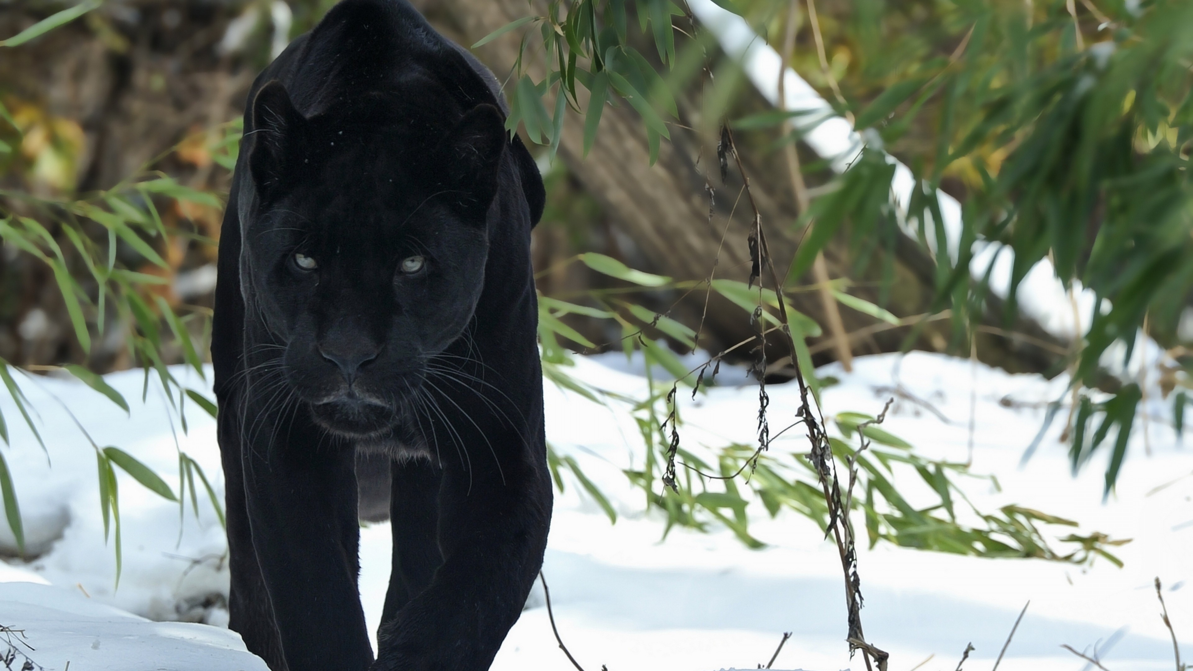 pantera fondo de pantalla hd,negro,felidae,grandes felinos,jaguar,animal terrestre