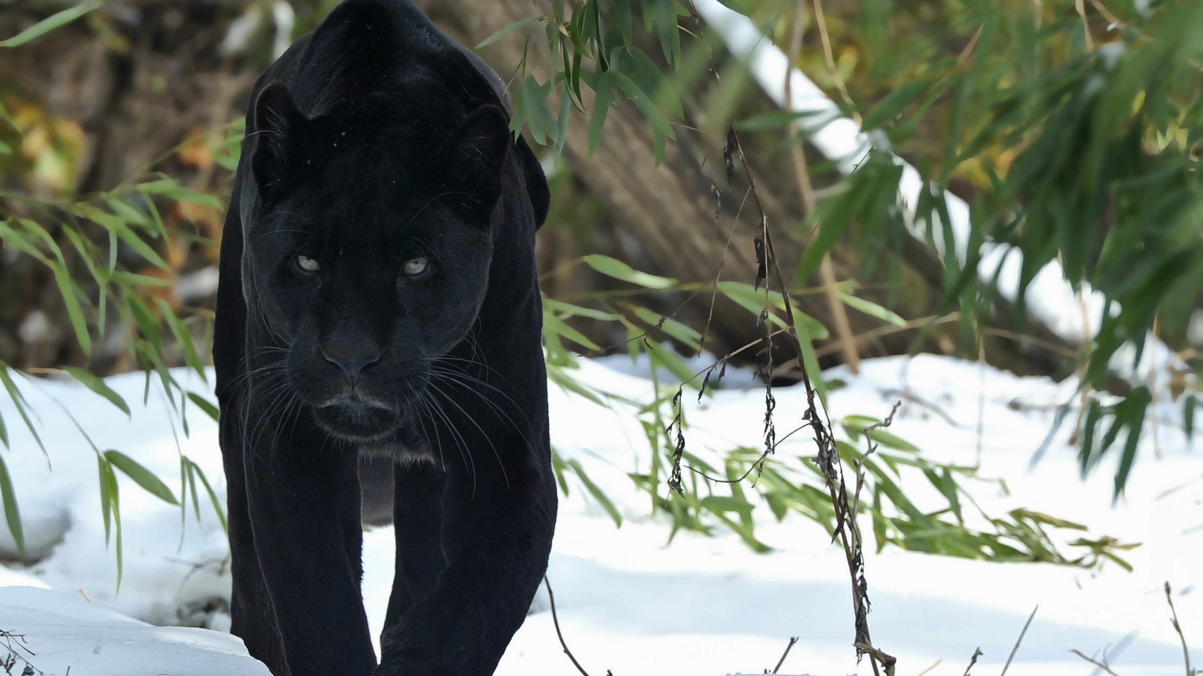 panther hd wallpaper,vertebrate,mammal,black,felidae,big cats