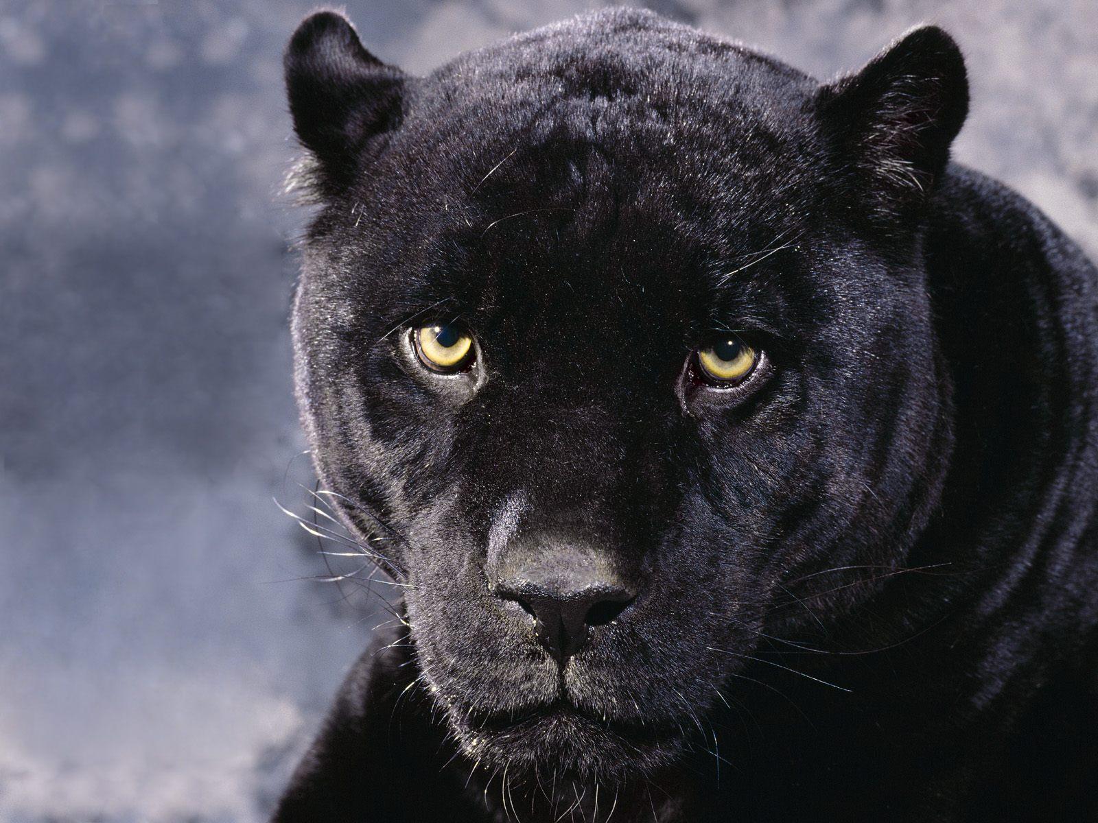 schwarzer panther tier tapete,landtier,felidae,tierwelt,puma,große katzen