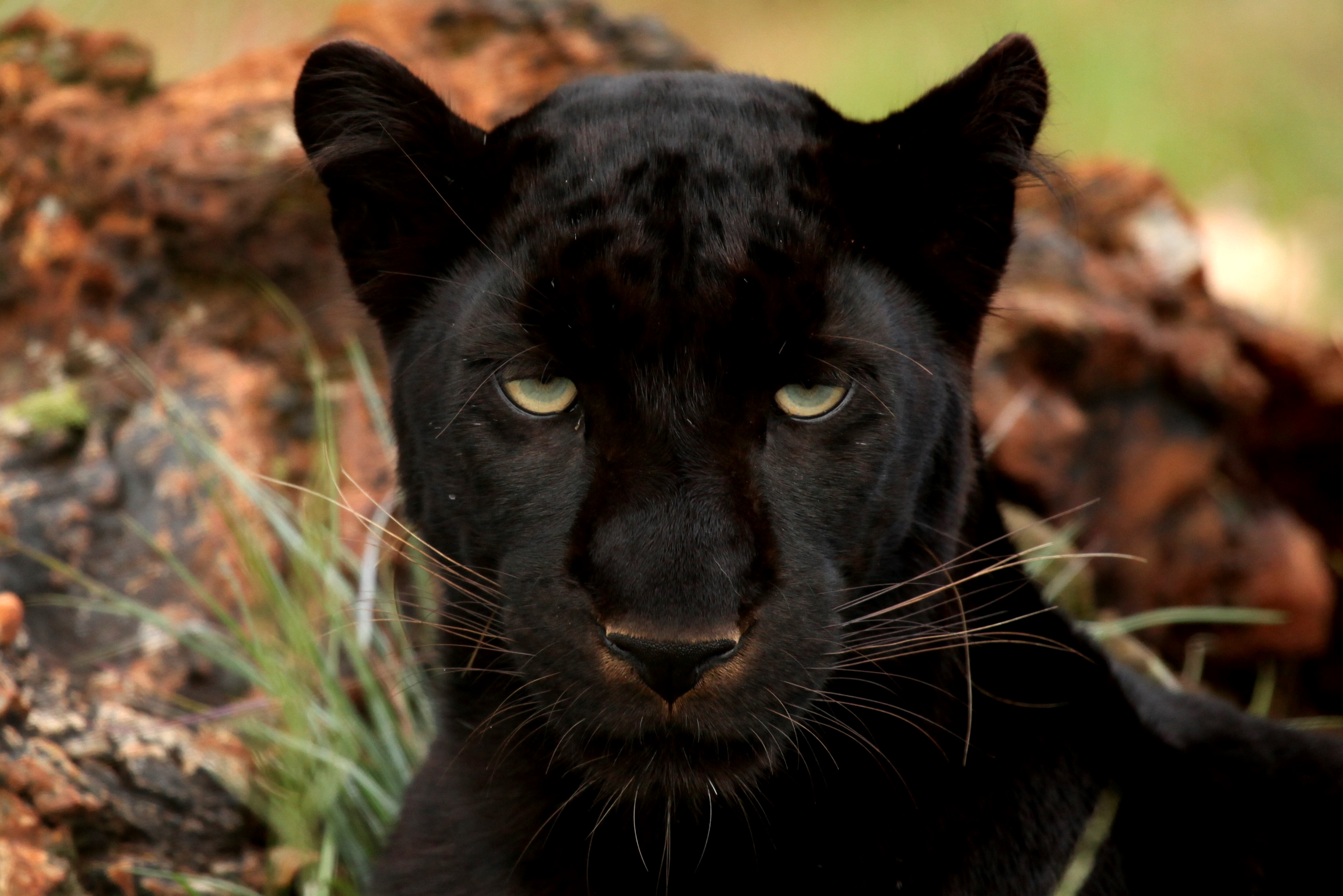 schwarzer panther tier tapete,landtier,felidae,tierwelt,schnurrhaare,große katzen