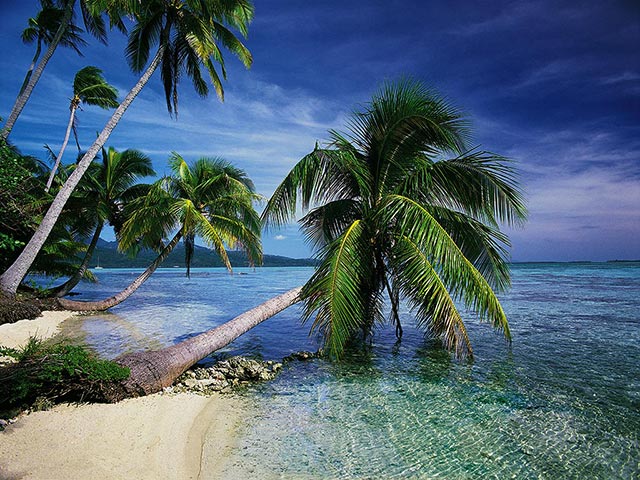 carta da parati isola tropicale,natura,albero,palma,cielo,caraibico