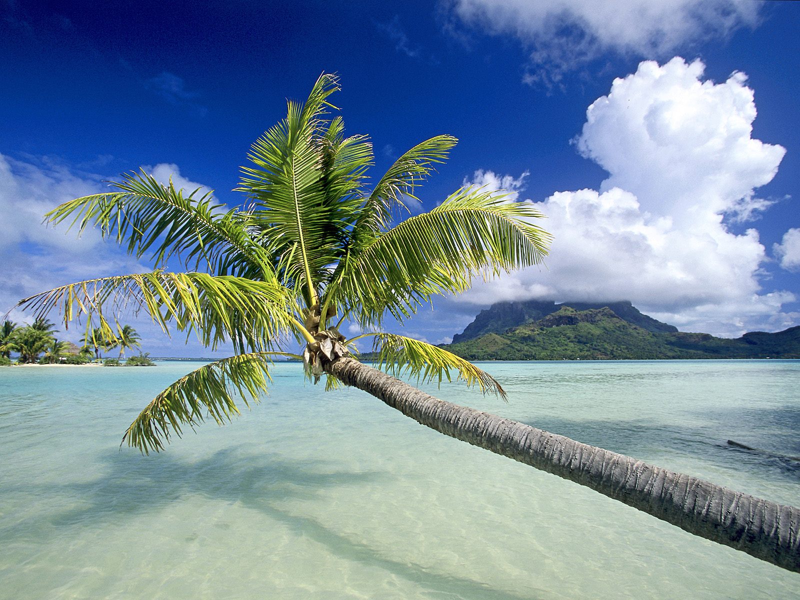 papier peint île tropicale,la nature,arbre,ciel,paysage naturel,caraïbes