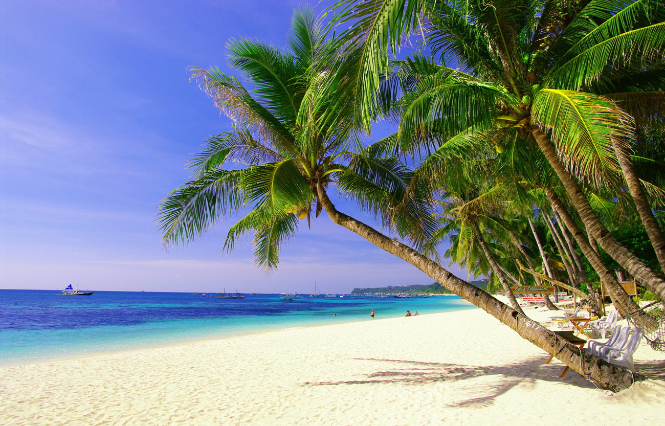 carta da parati isola tropicale,albero,natura,spiaggia,palma,caraibico