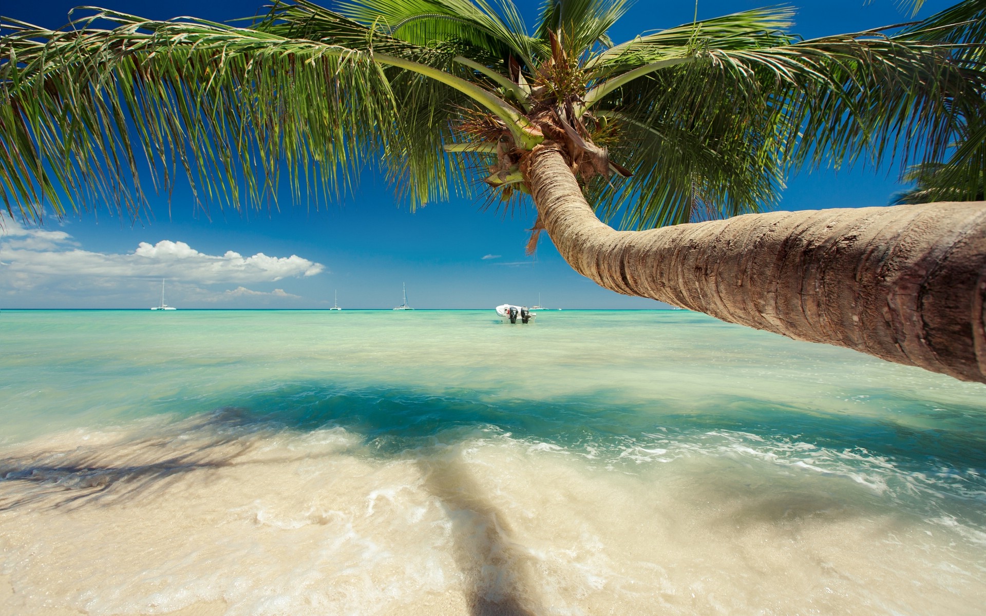 fond d'écran caraïbes,la nature,arbre,ciel,caraïbes,palmier