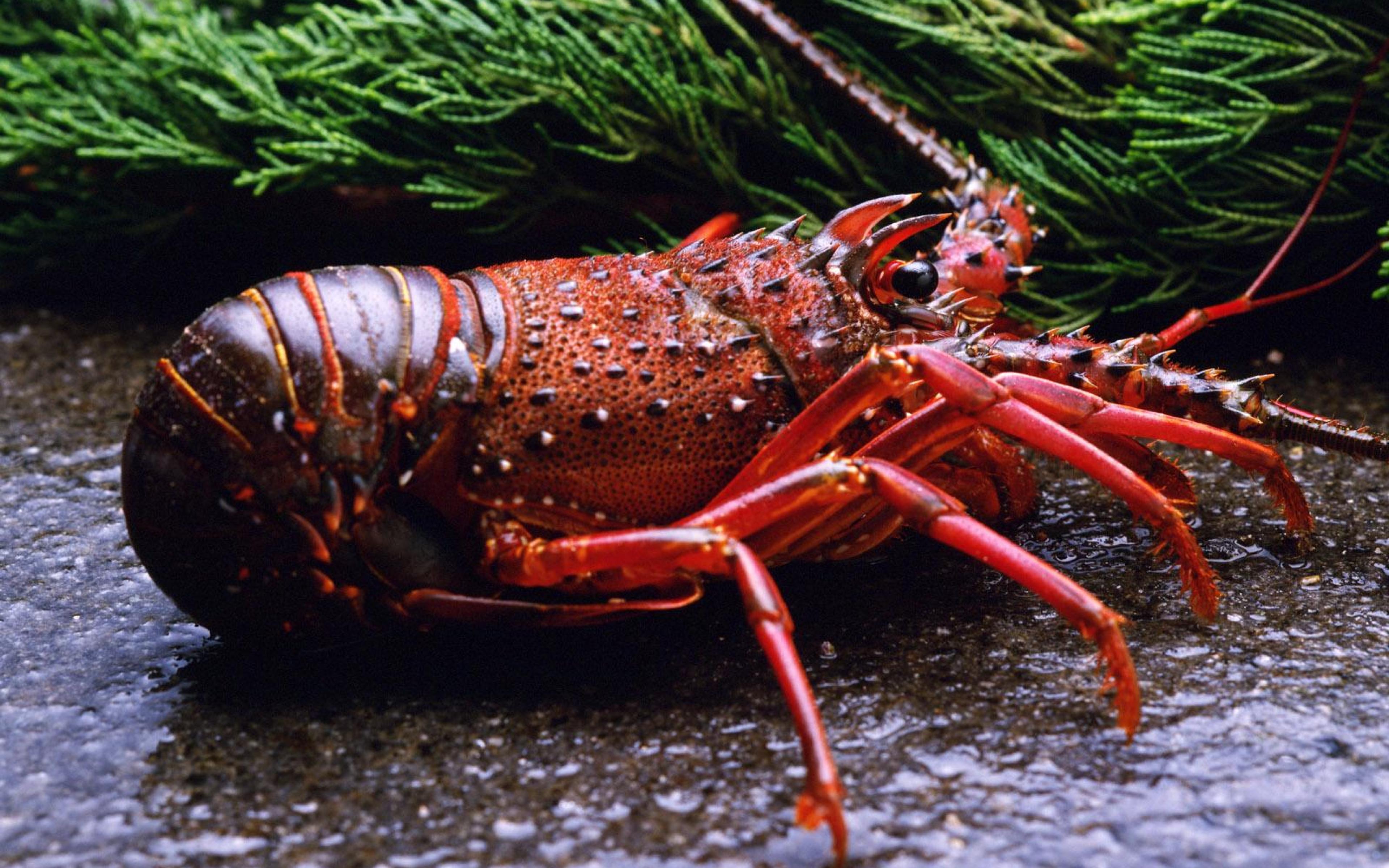 Lobster Under Water Hd- WallpaperUse