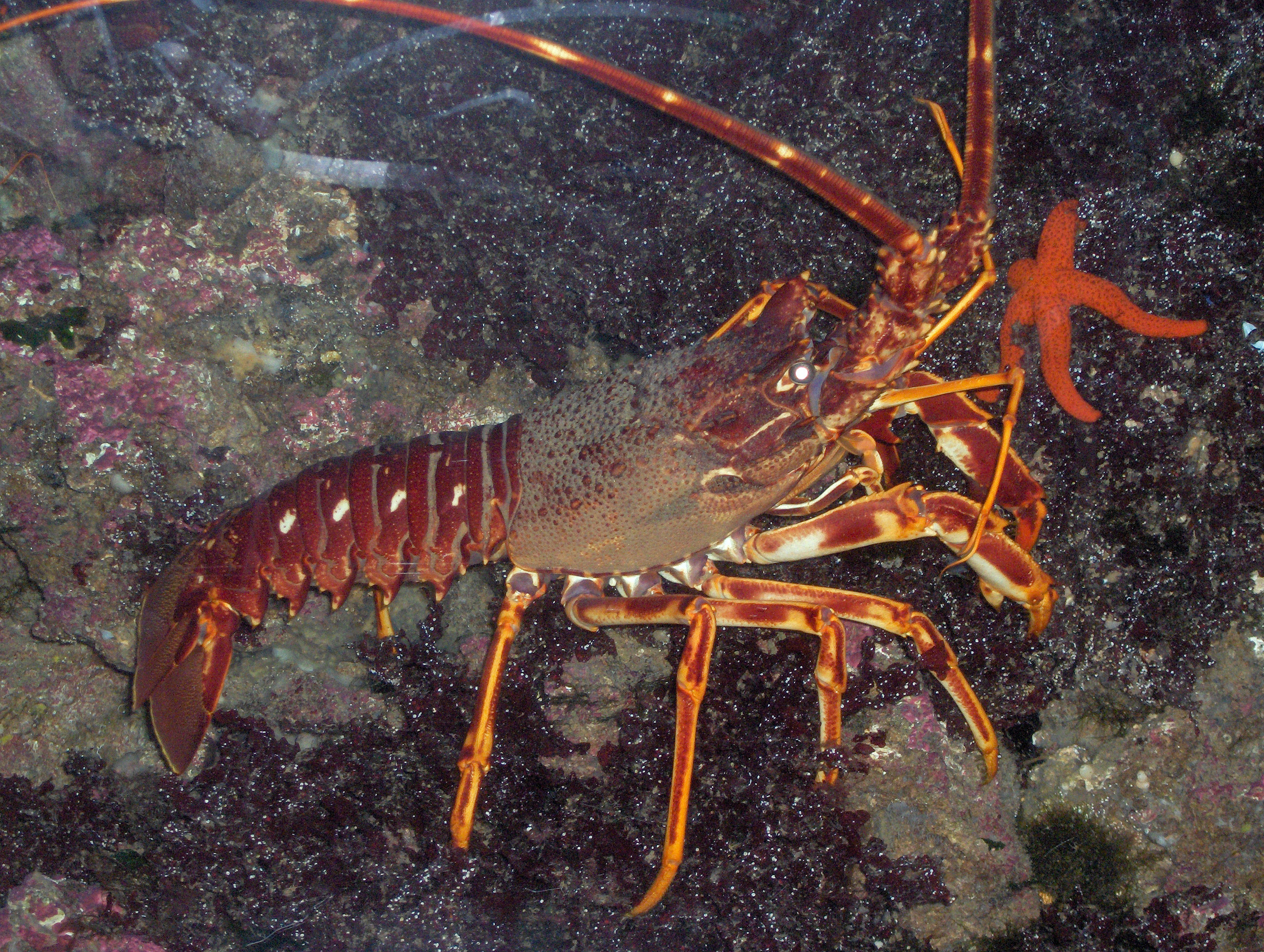 carta da parati aragosta,invertebrato,artropodo,animale terrestre,aragosta,gambero