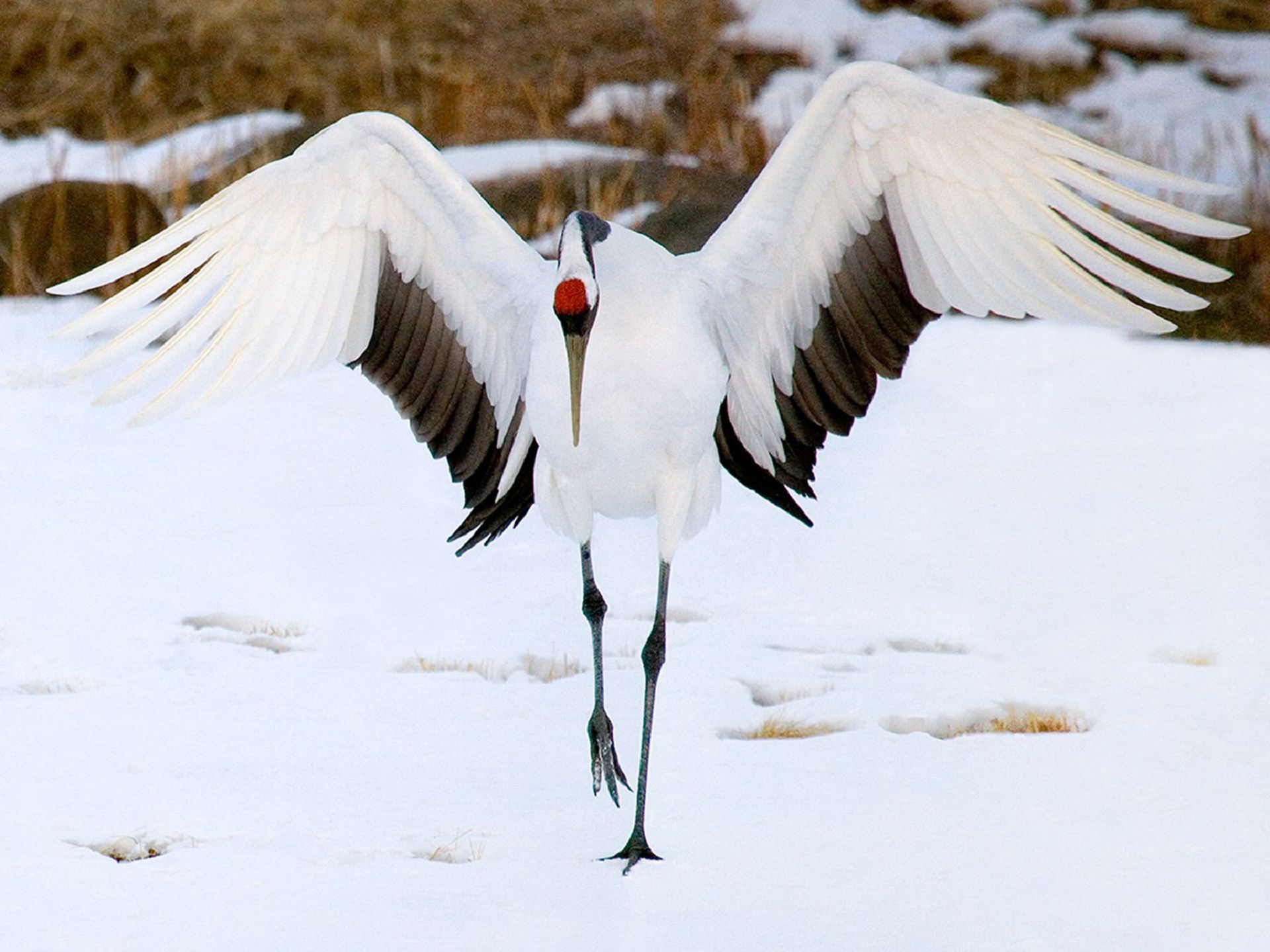 crane wallpaper,bird,vertebrate,beak,crane like bird,crane