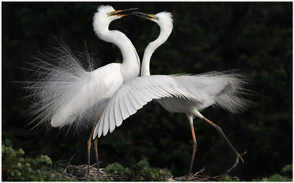 crane wallpaper,bird,great egret,beak,egret,feather