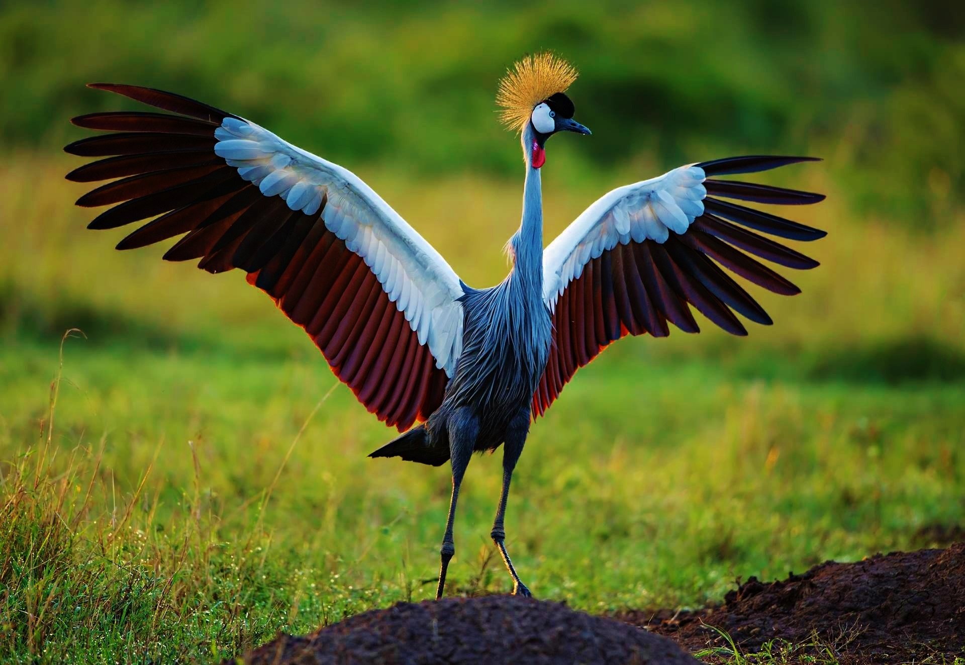 papel pintado de la grúa,pájaro,fauna silvestre,ala,grua,grulla canadiense