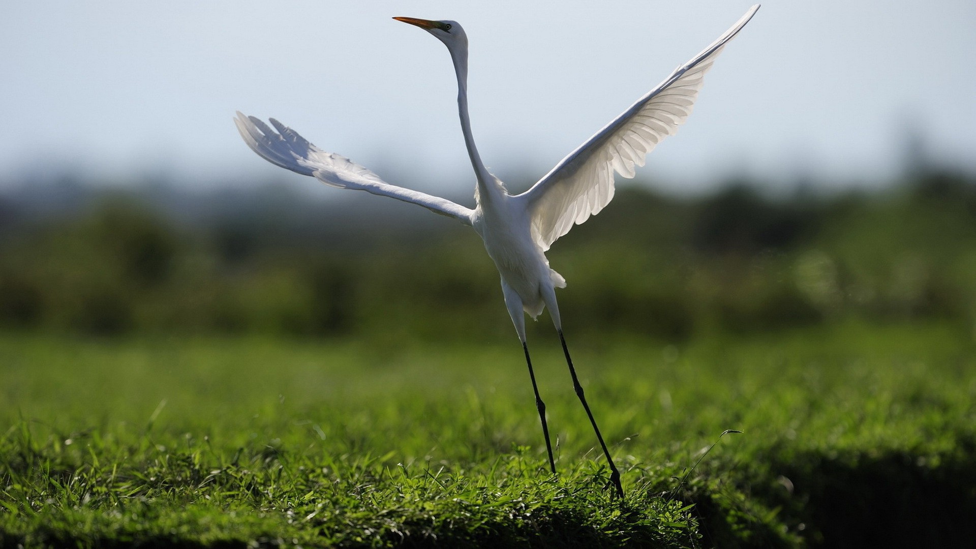 crane wallpaper,bird,beak,egret,great egret,wing