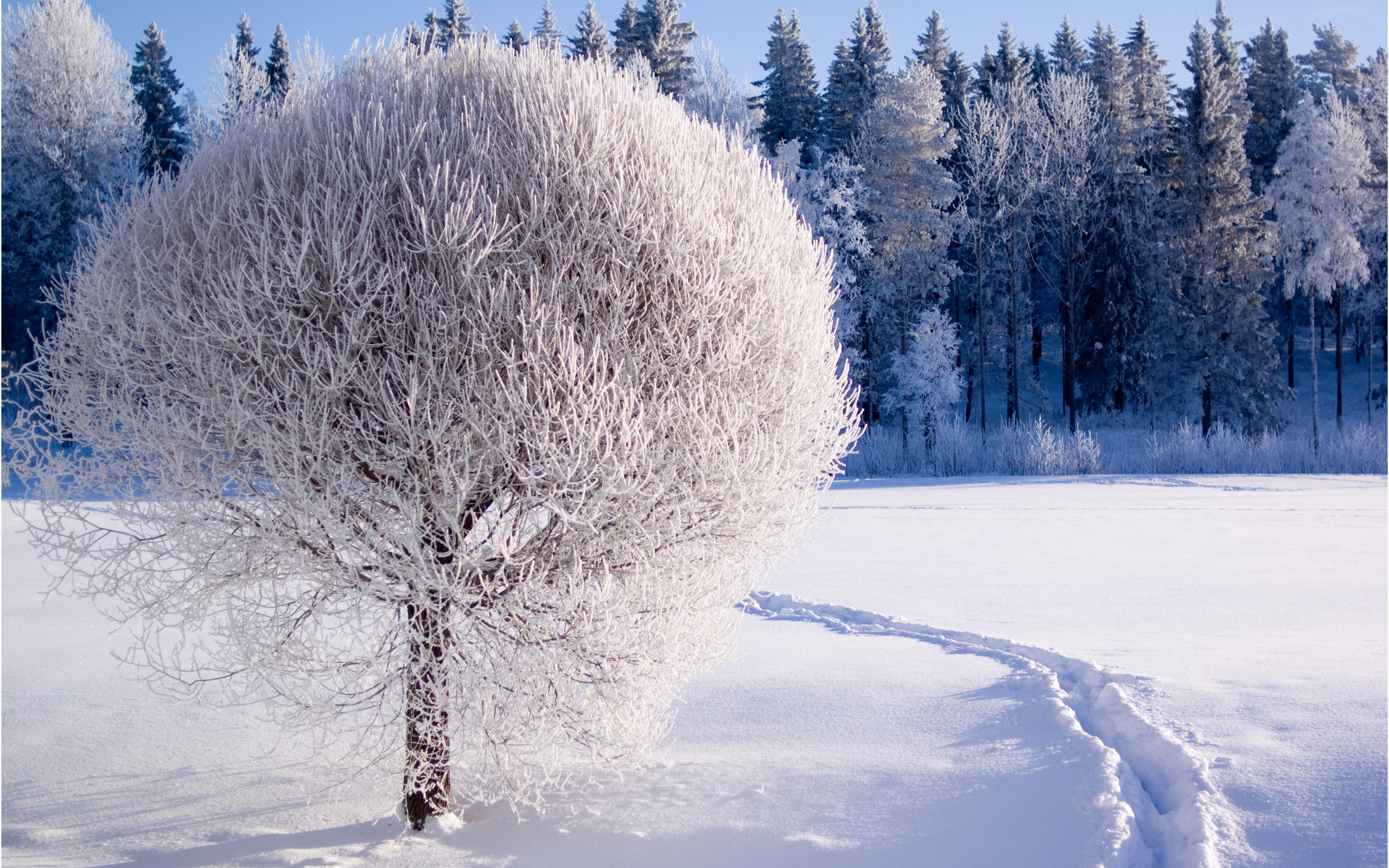 winter wallpaper herunterladen,winter,schnee,baum,frost,natur