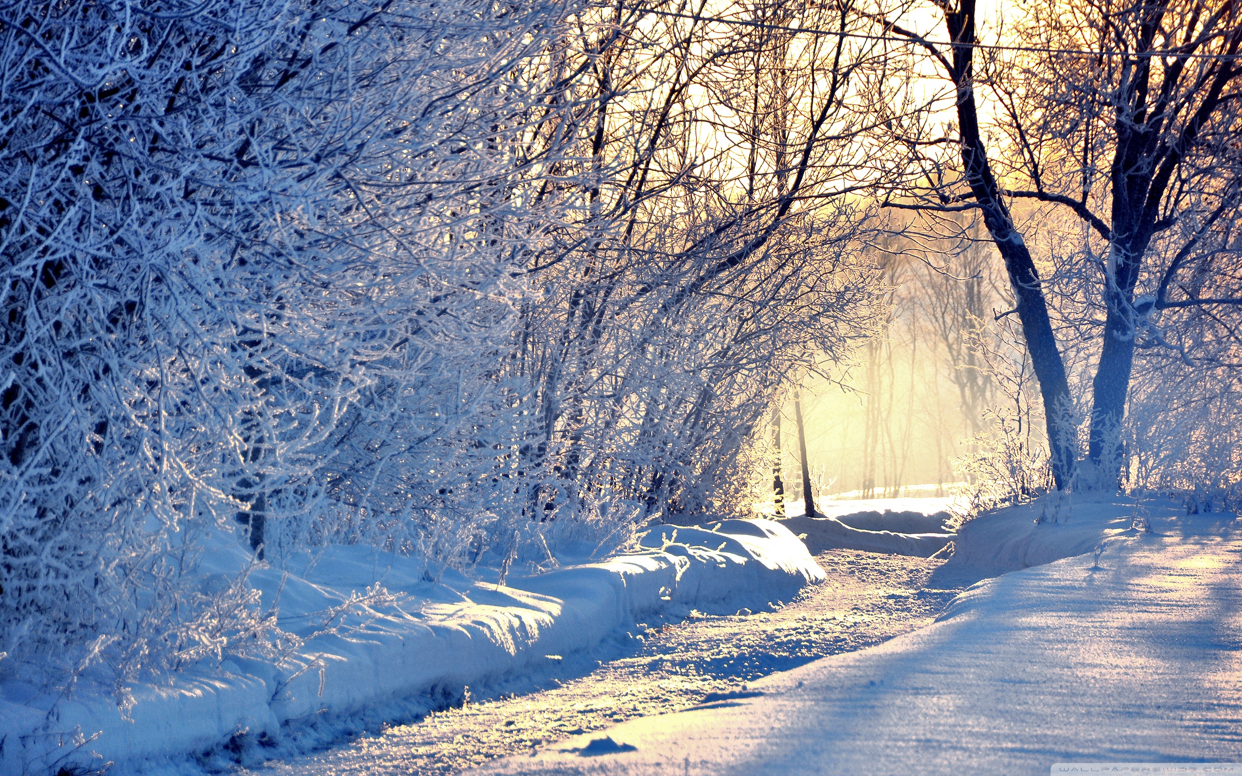 겨울 배경 화면 다운로드,눈,겨울,자연,서리,나무