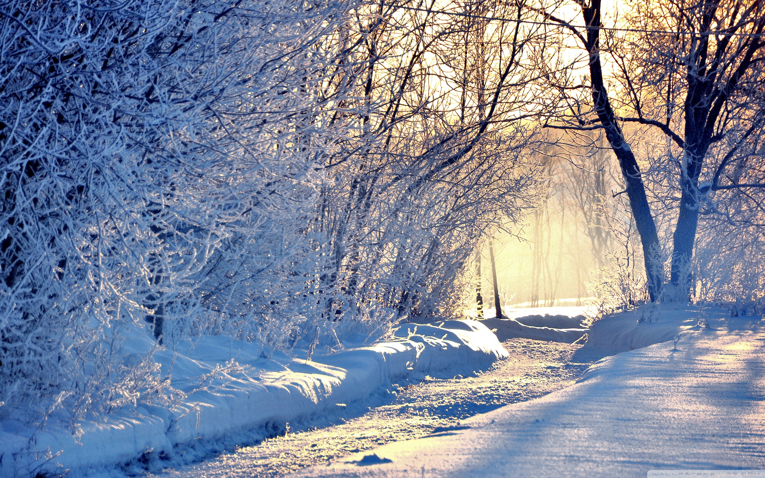 winter wallpaper herunterladen,schnee,winter,natur,frost,baum