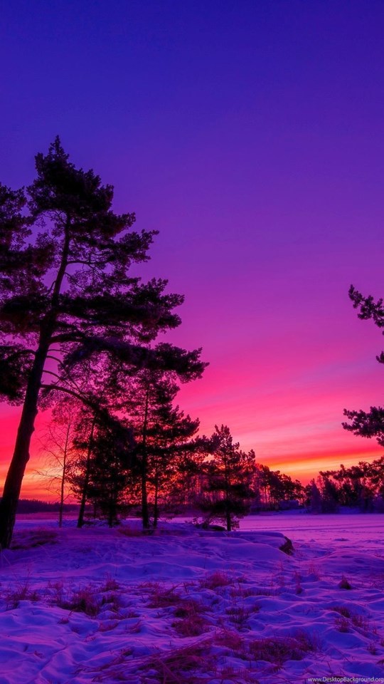 winter wallpaper download,sky,nature,natural landscape,tree,purple