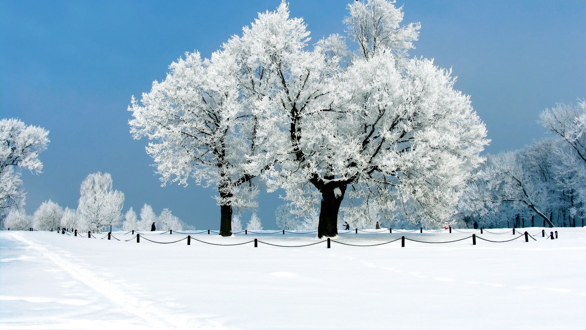 download di sfondi invernali,neve,inverno,brina,albero,natura