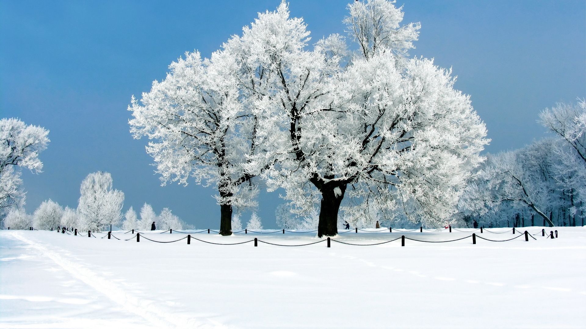 winter wallpaper herunterladen,schnee,winter,frost,baum,natur