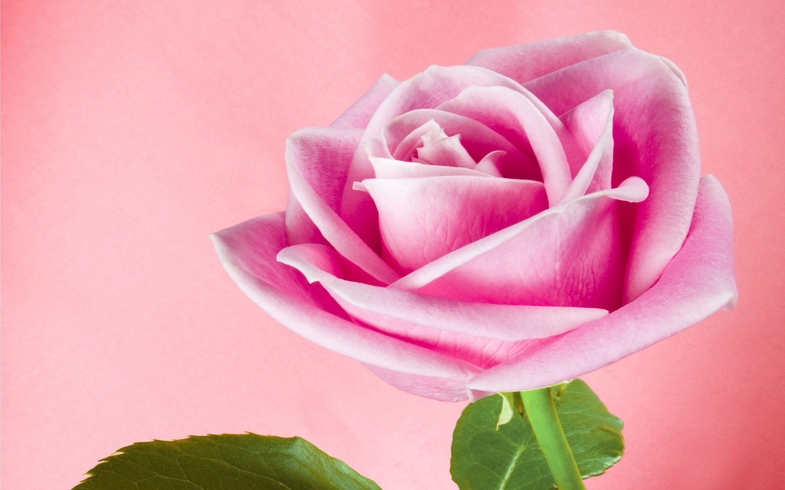 アニメーションのバラの壁紙,庭のバラ,ピンク,花弁,花,ローズ