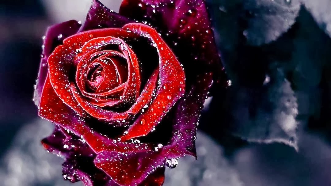 animated rose wallpaper,rose,garden roses,water,flower,nature