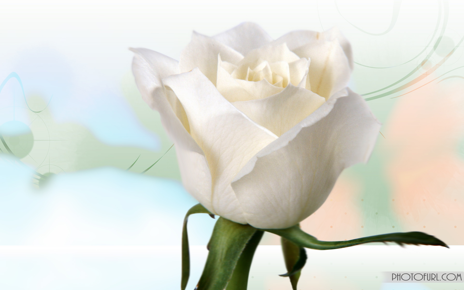 animated rose wallpaper,white,petal,flower,plant,rose