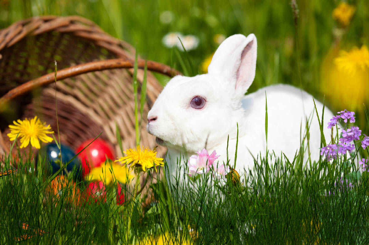 carta da parati coniglietto di pasqua,coniglio domestico,coniglio,conigli e lepri,erba,coniglietto di pasqua