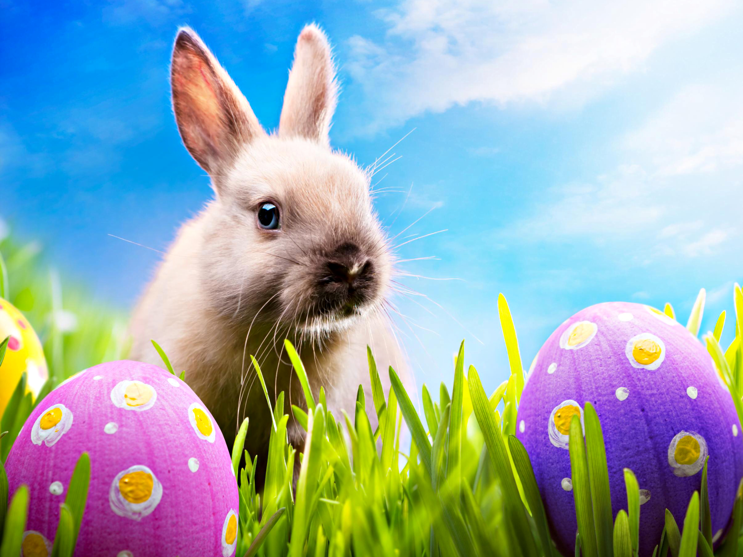 carta da parati coniglietto di pasqua,coniglio domestico,coniglio,conigli e lepri,uovo di pasqua,pasqua