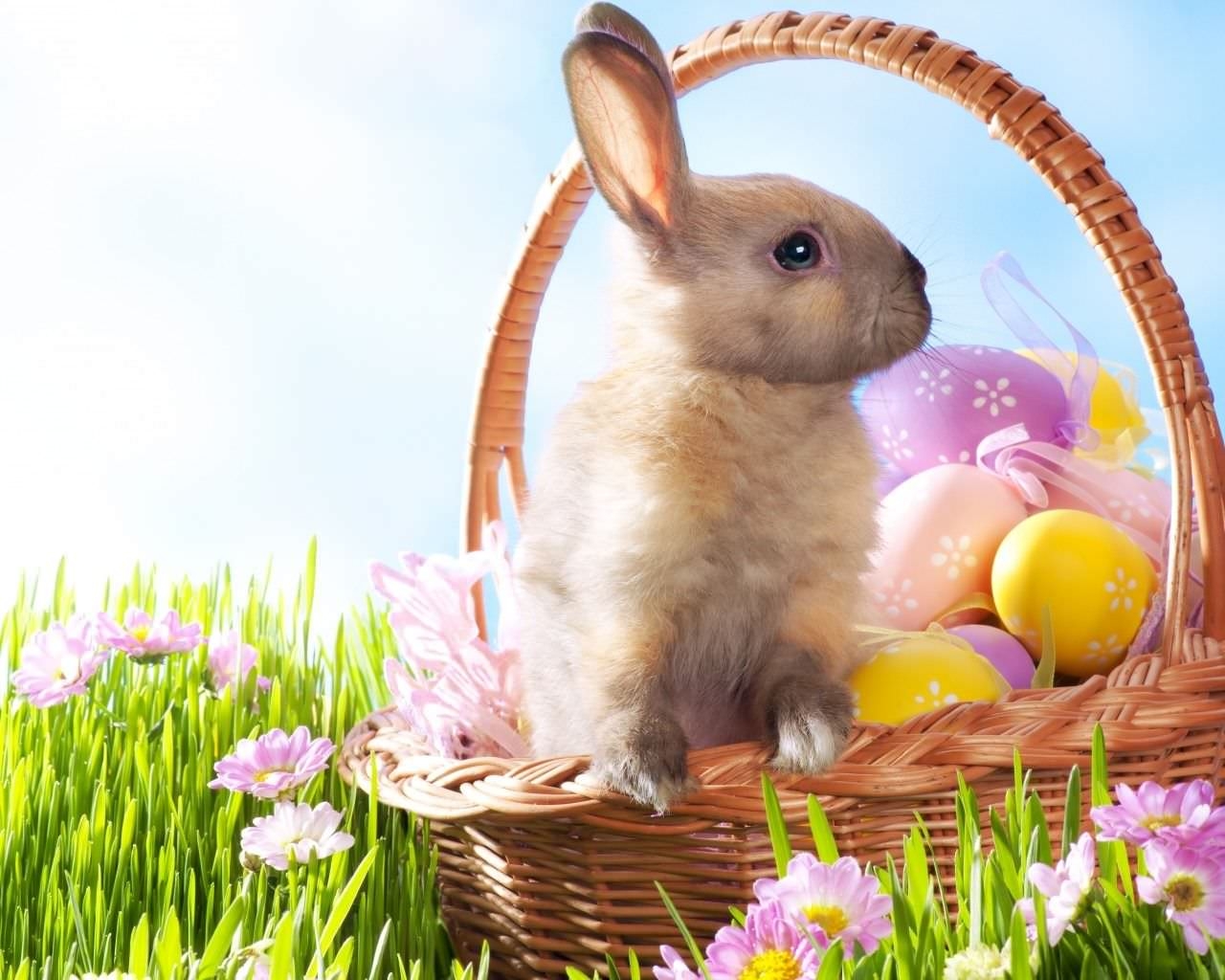easter bunny wallpaper,domestic rabbit,rabbits and hares,rabbit,easter bunny,easter