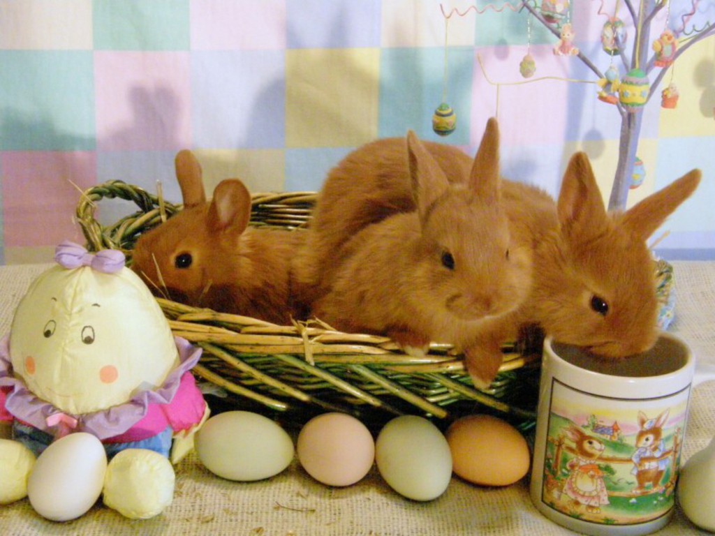 부활절 토끼 벽지,토끼와 토끼,토끼,국내 토끼,부활절 토끼,부활절