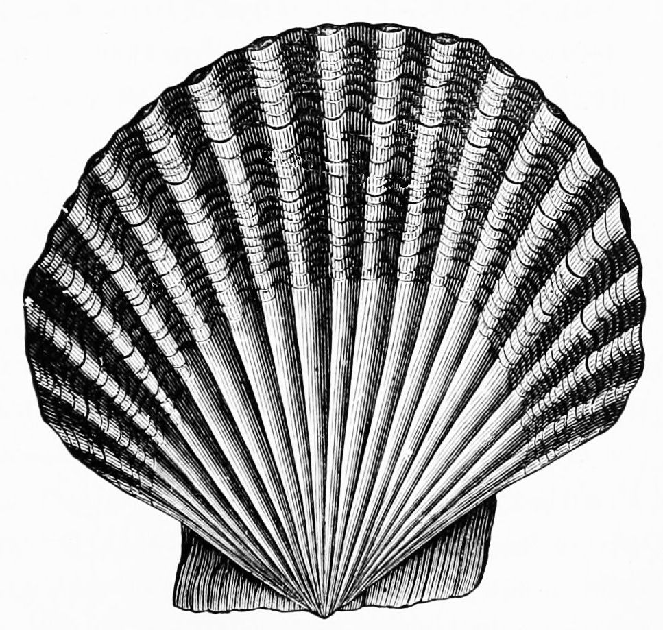 scallop wallpaper,shell,scallop,black and white,cockle,monochrome photography