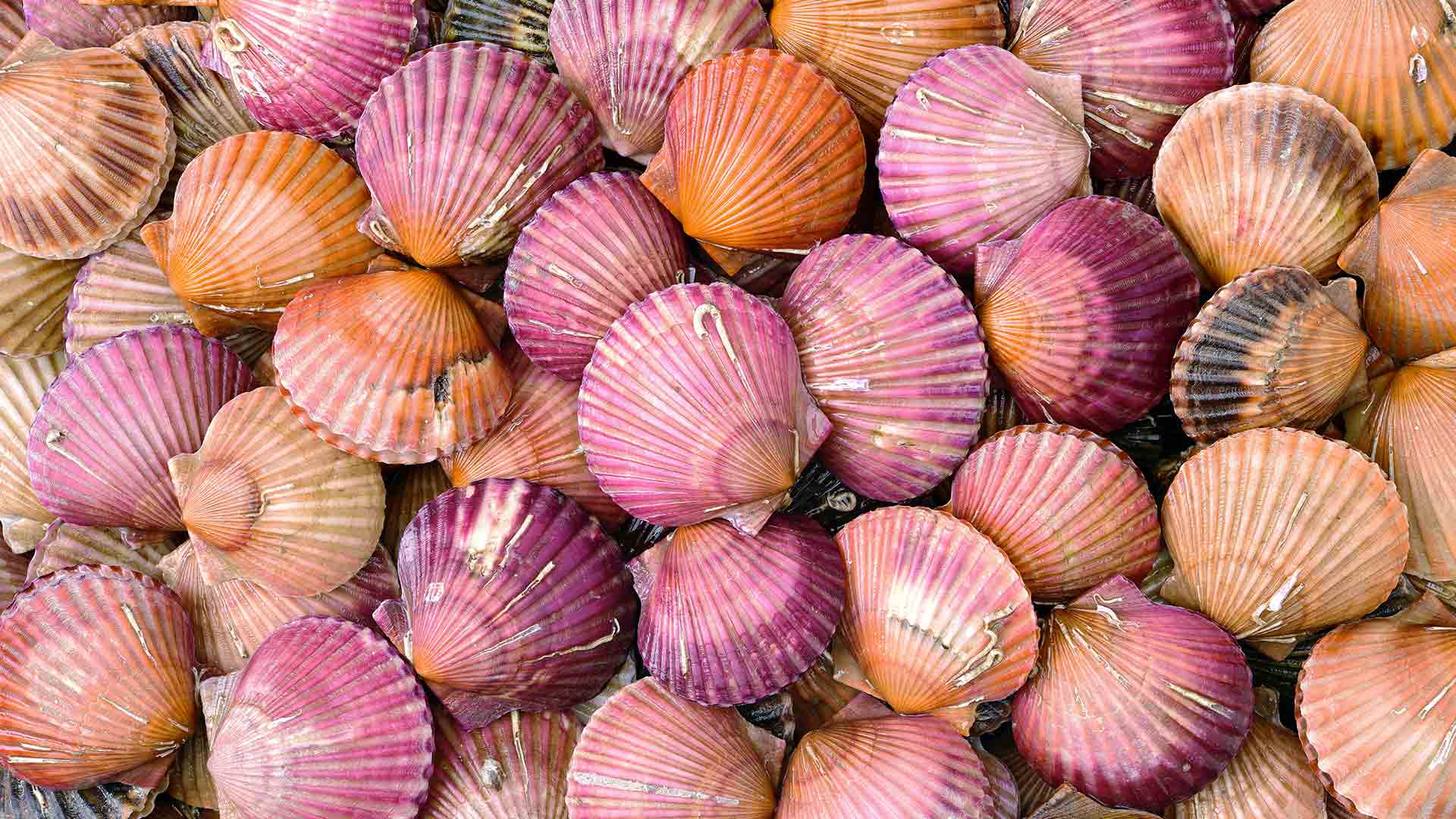 scallop wallpaper,pink,cockle,red onion,food,organism