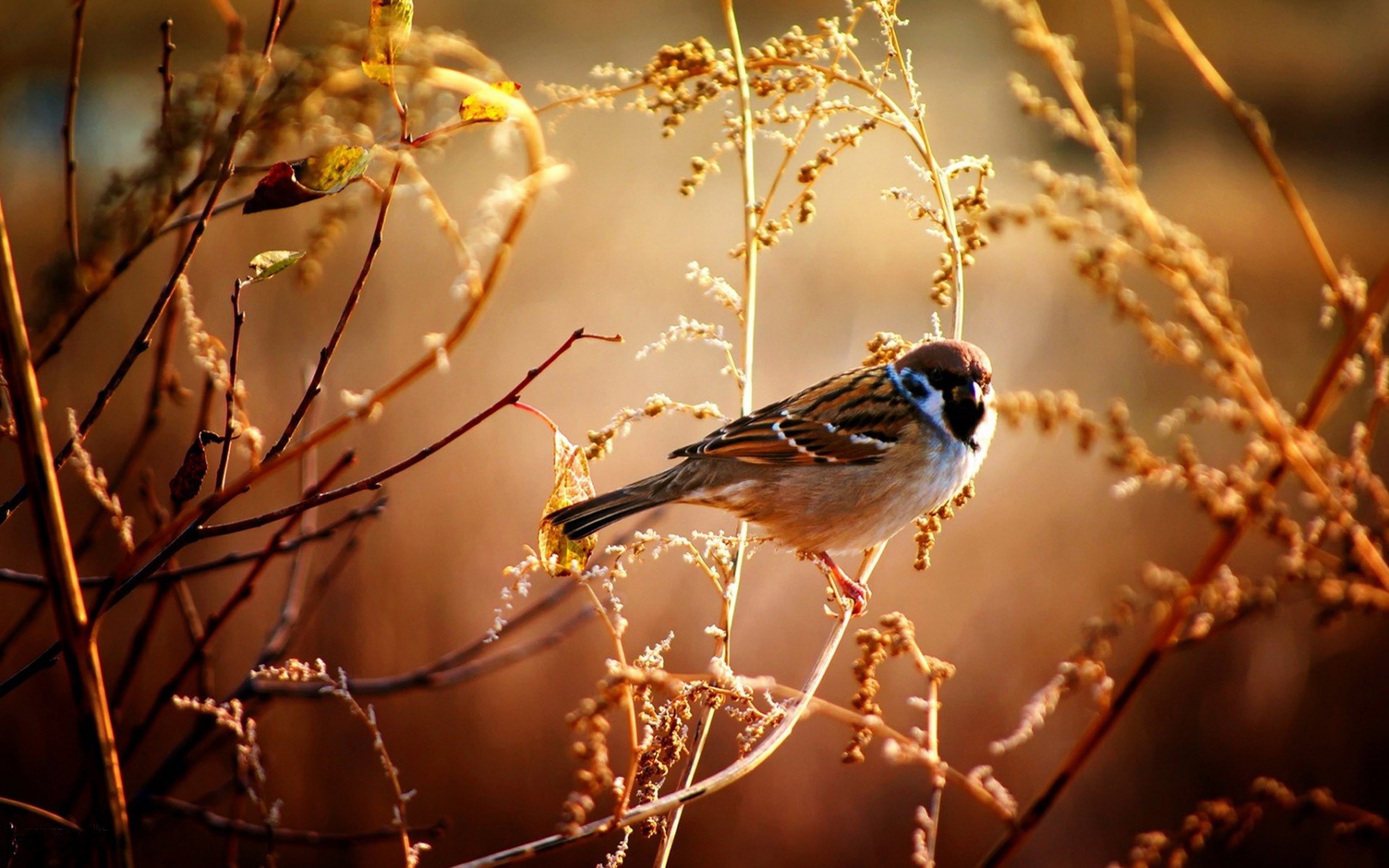 im wallpaper,bird,nature,sparrow,house sparrow,beak
