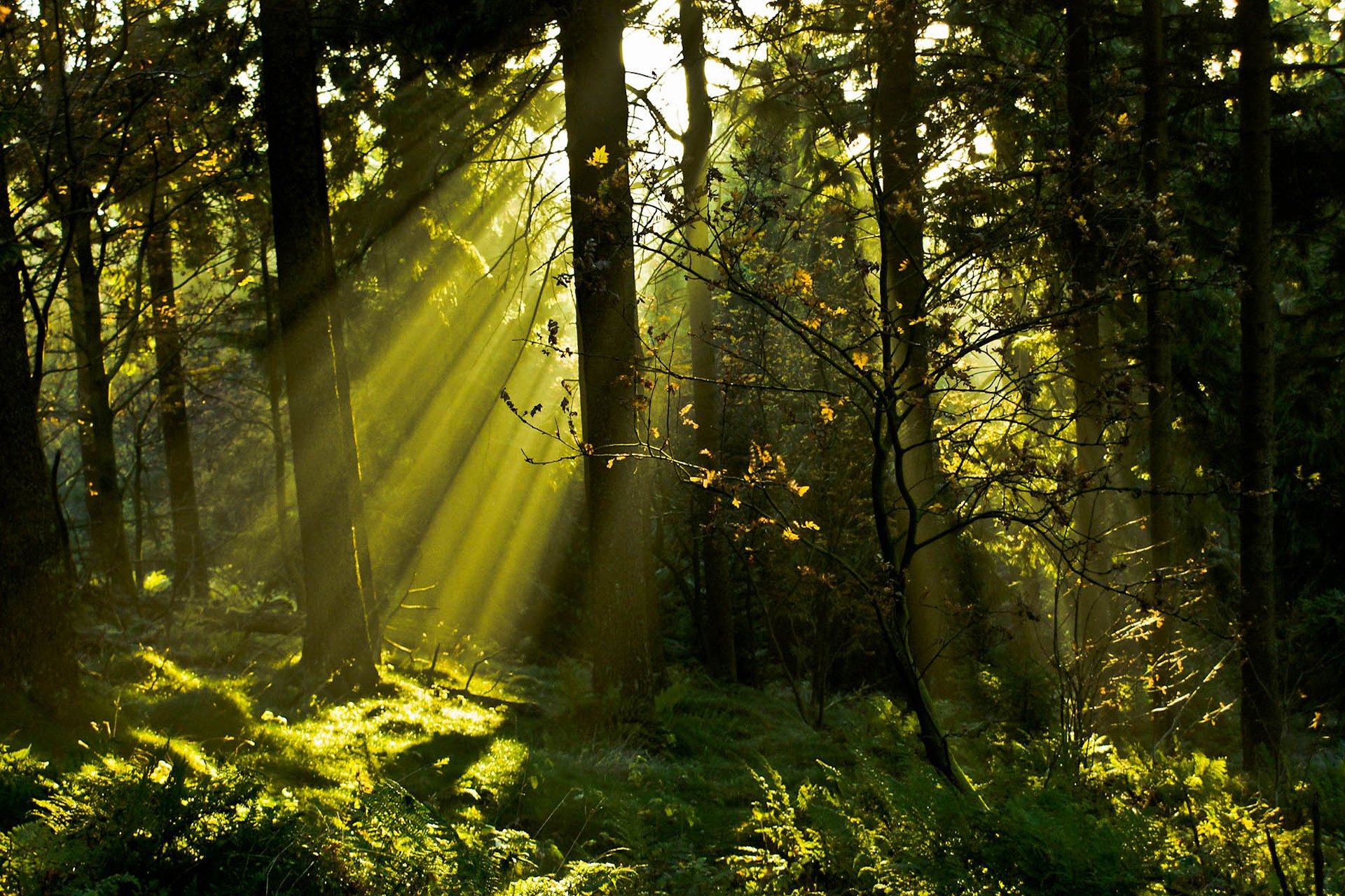 im fond d'écran,forêt,arbre,paysage naturel,la nature,des bois