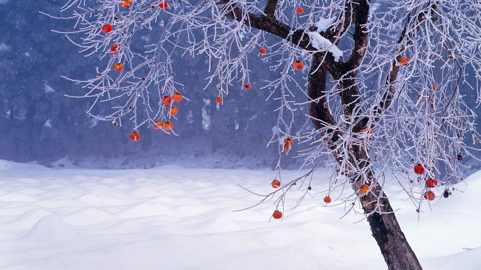 イム壁紙,冬,自然,木,凍結,雪